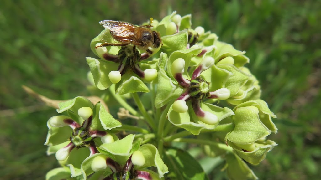 Hive Time Bee Experience | 3300 Martin Rd, Dripping Springs, TX 78620, USA | Phone: (512) 577-7272