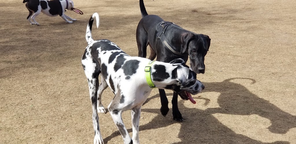 Large Dog Park | Surprise, AZ 85374, USA | Phone: (623) 222-2000