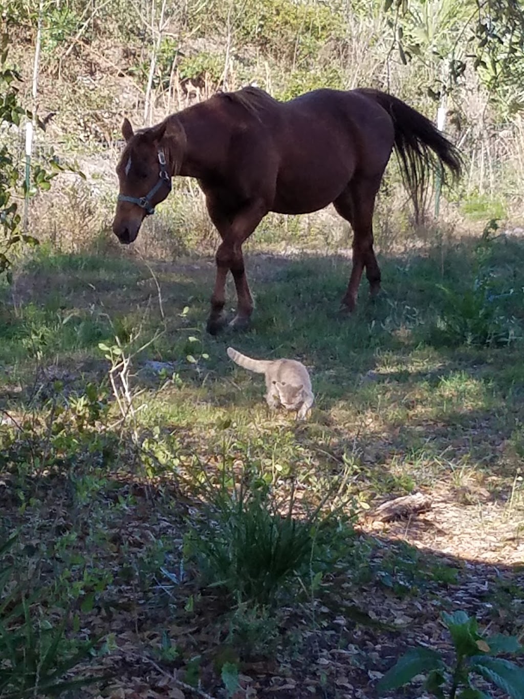 Camp 81 equine Center | 8100 Holopaw Groves Rd, St Cloud, FL 34771, USA | Phone: (407) 437-3195