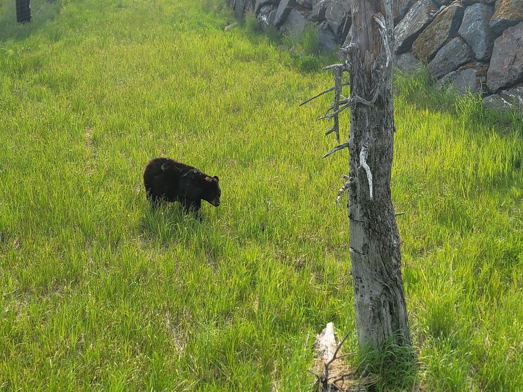 Black Bear Exhibit | 43520 Seward Hwy, Girdwood, AK 99587, USA | Phone: (907) 783-0058