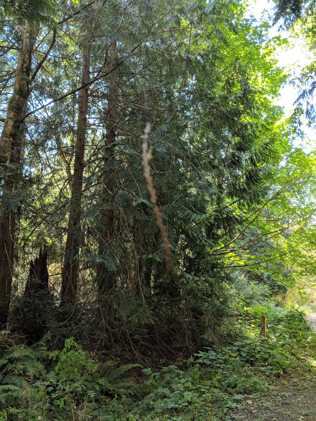 Manzanita Park | 7644 NE Day Rd W, Bainbridge Island, WA 98110, USA | Phone: (206) 842-2306