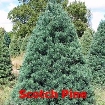 Ricks Christmas Trees | 401 Main St, Grafton, OH 44044, USA | Phone: (440) 346-7252