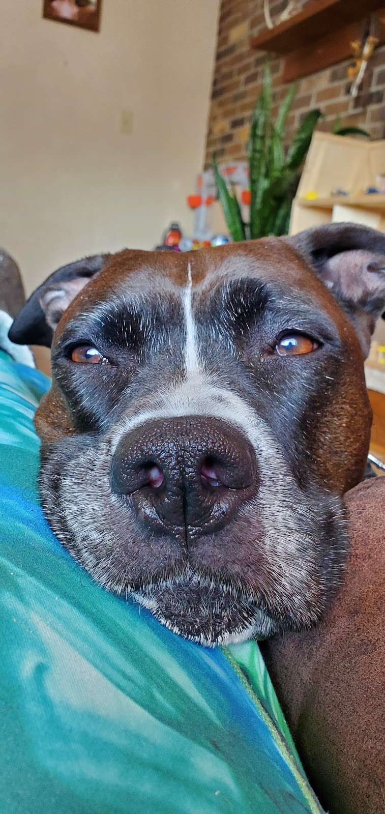 Toronto Veterinary Services | 1415 Franklin St, Toronto, OH 43964, USA | Phone: (740) 537-3057