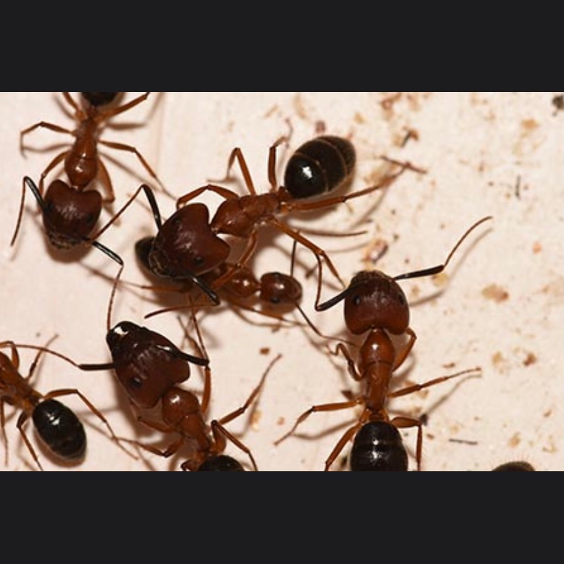 Bug Swatters | 87 Wadsworth Ave, Lakewood, NJ 08701, USA | Phone: (732) 994-2911