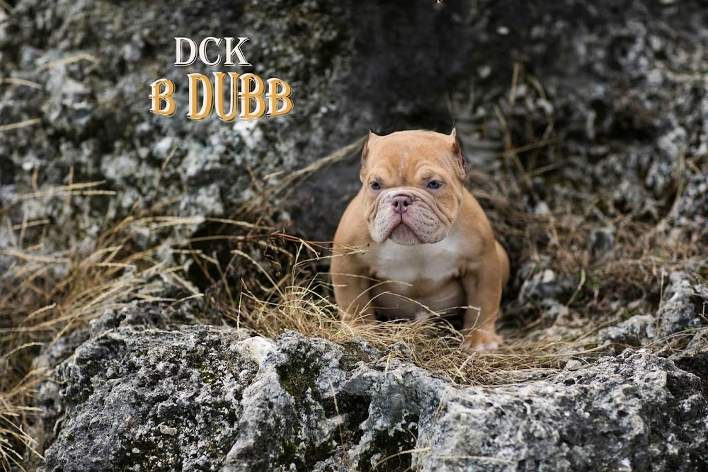 DUBB CITY KENNELS | 22200 SW 112th Pl, Goulds, FL 33170, USA | Phone: (786) 387-9264