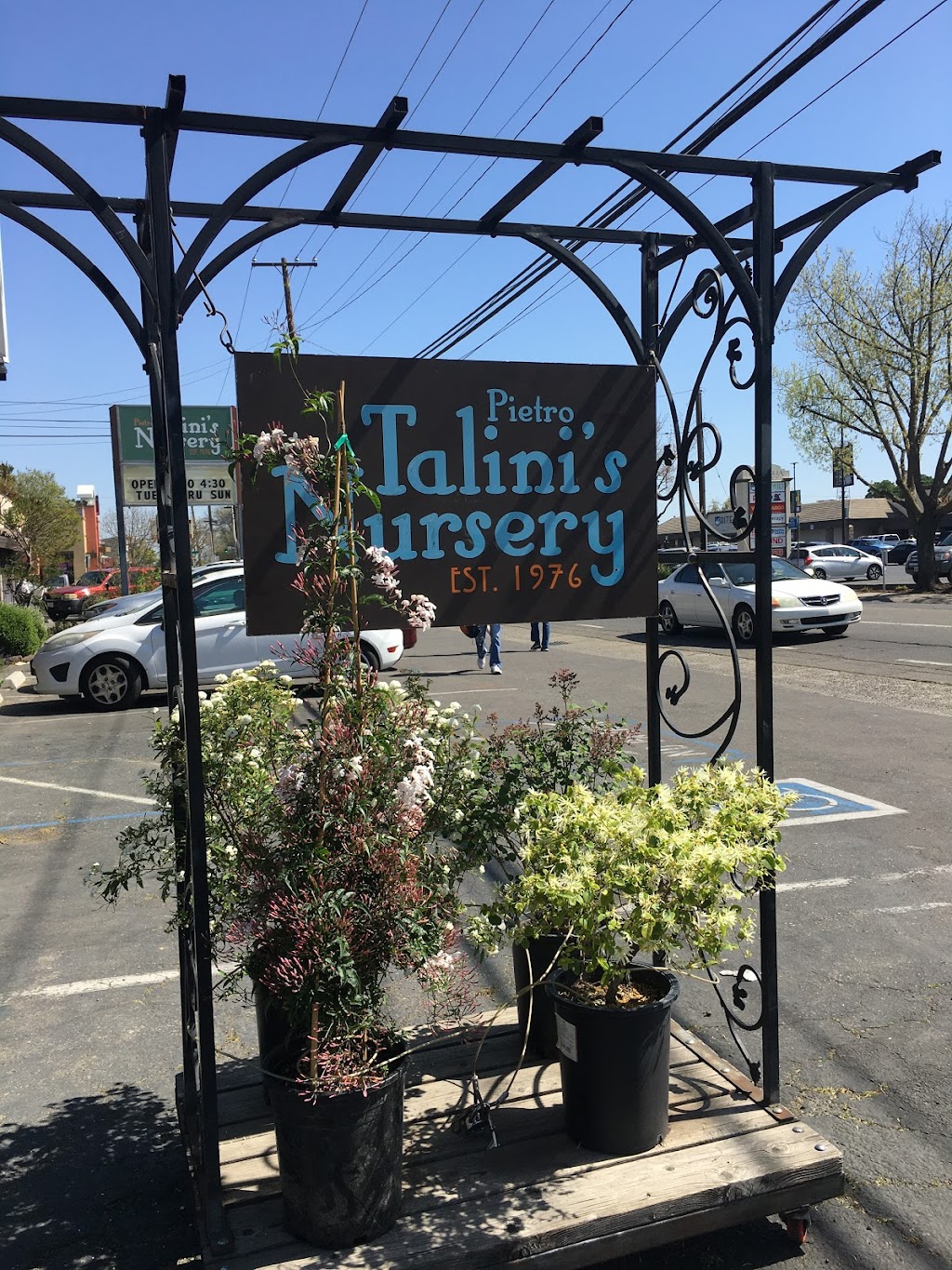 Talinis Nursery | 5601 Folsom Blvd, Sacramento, CA 95819, USA | Phone: (916) 451-8150