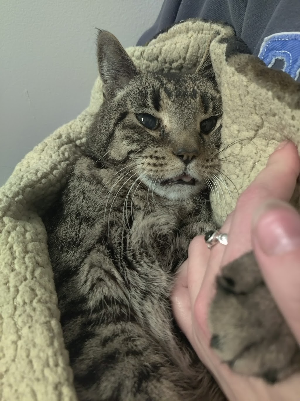 Gentle Doctor Veterinary Clinic | 4134 W County Rd 42 W, Savage, MN 55378, USA | Phone: (952) 895-8486