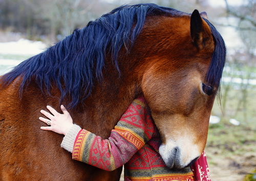 Healing Horse Therapy | 30608 NE Mc Bride Rd #1, Battle Ground, WA 98604, USA | Phone: (360) 798-2669