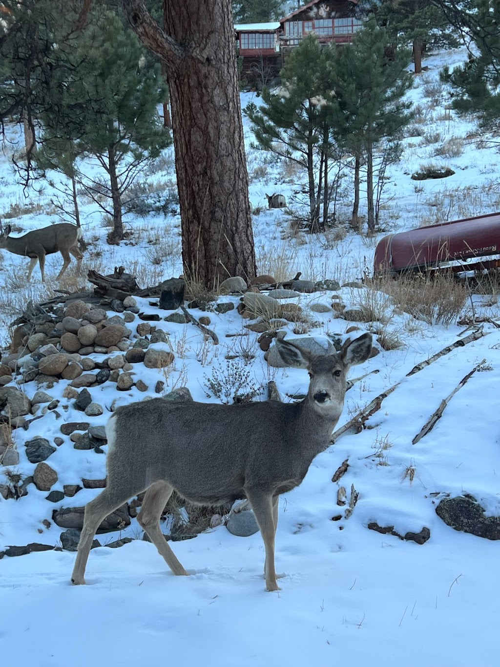 Estes Pines | 2375 Eagle Cliff Rd, Estes Park, CO 80517, USA | Phone: (970) 888-2793