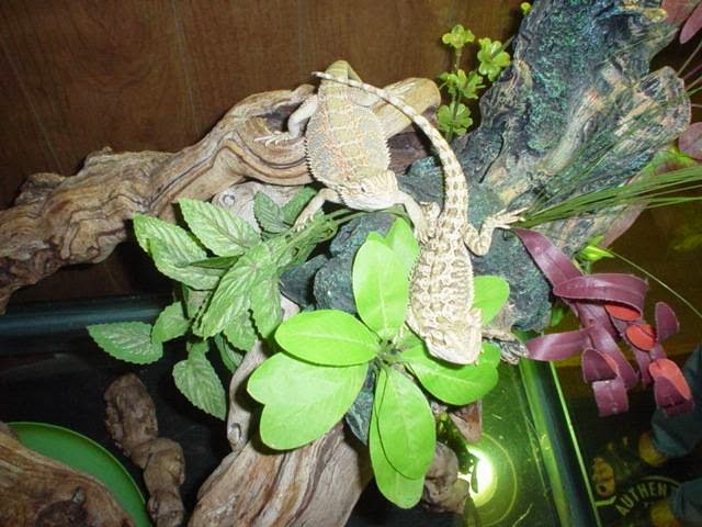 Zoo Reptiles Birds & Fish | 1444 State St, Schenectady, NY 12304, USA | Phone: (518) 370-0042