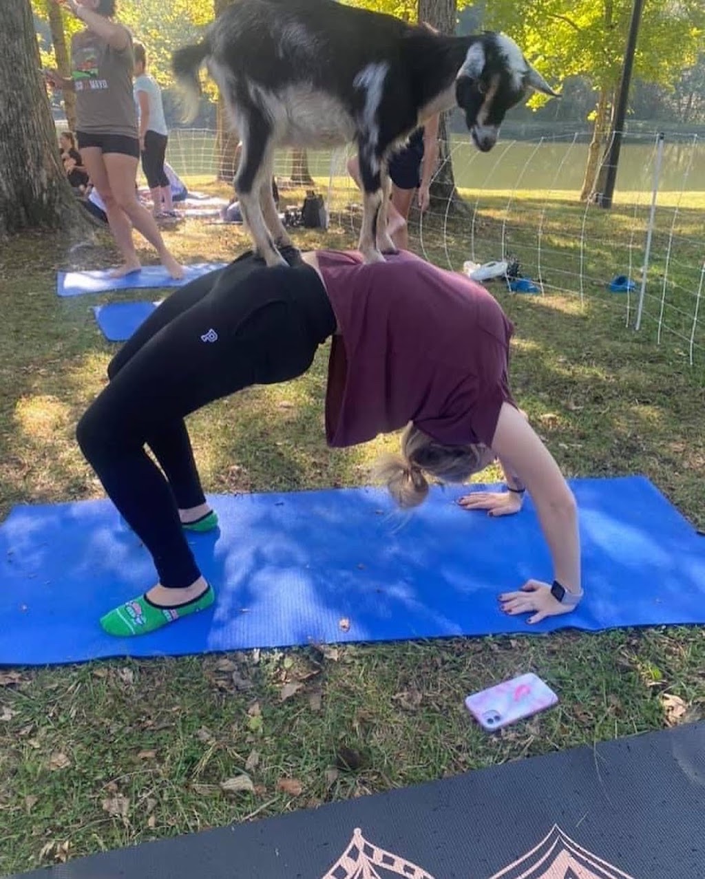 Goat Yoga of Southern IL | 10668 Niggli Rd, Alhambra, IL 62001, USA | Phone: (618) 540-2546