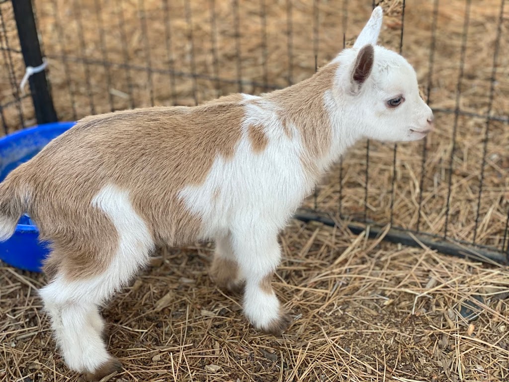 Alice | 1623 N Hall St STE 103, Dallas, TX 75204, USA | Phone: (469) 872-0001