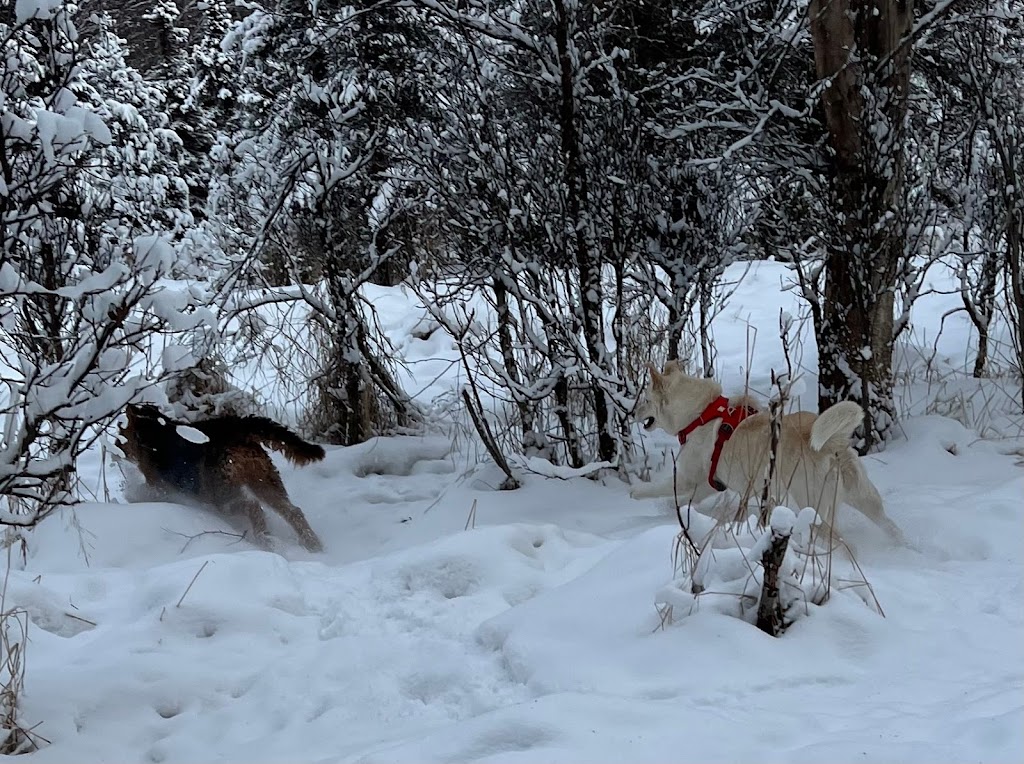 Connors Bog Dog Park | 5404 Jewel Lake Rd, Anchorage, AK 99517, USA | Phone: (907) 343-4355