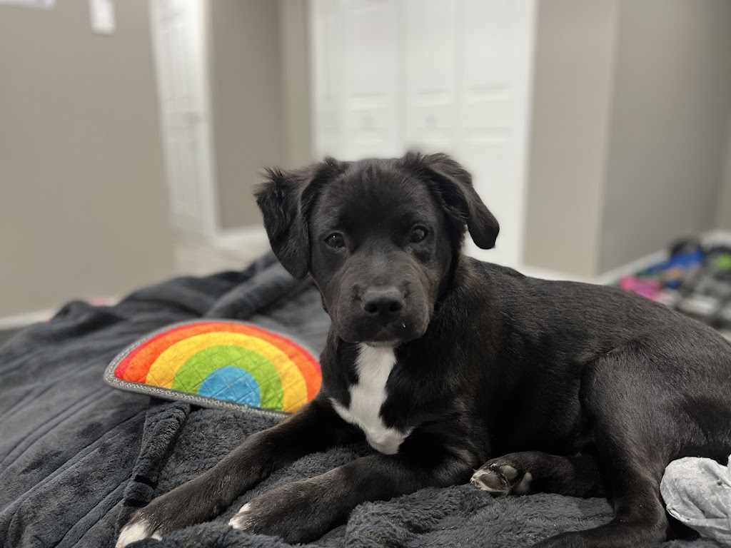 Downers Grove Animal Hospital & Bird Clinic | 635 Ogden Ave, Downers Grove, IL 60515, USA | Phone: (630) 968-2812