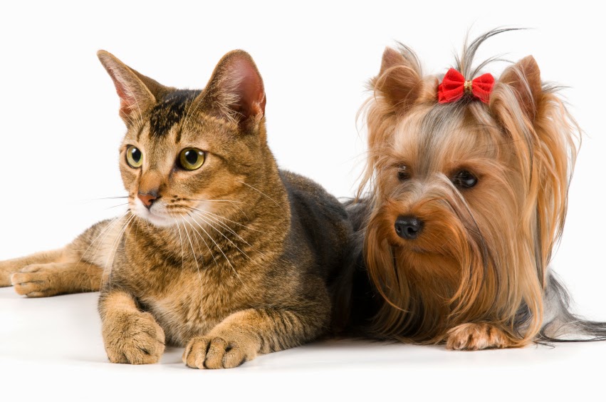 Purr & Bark VeterinaryHospital and Moblie Doctor | 8471 Garvey Dr Suite 103, Raleigh, NC 27616, USA | Phone: (919) 676-9293