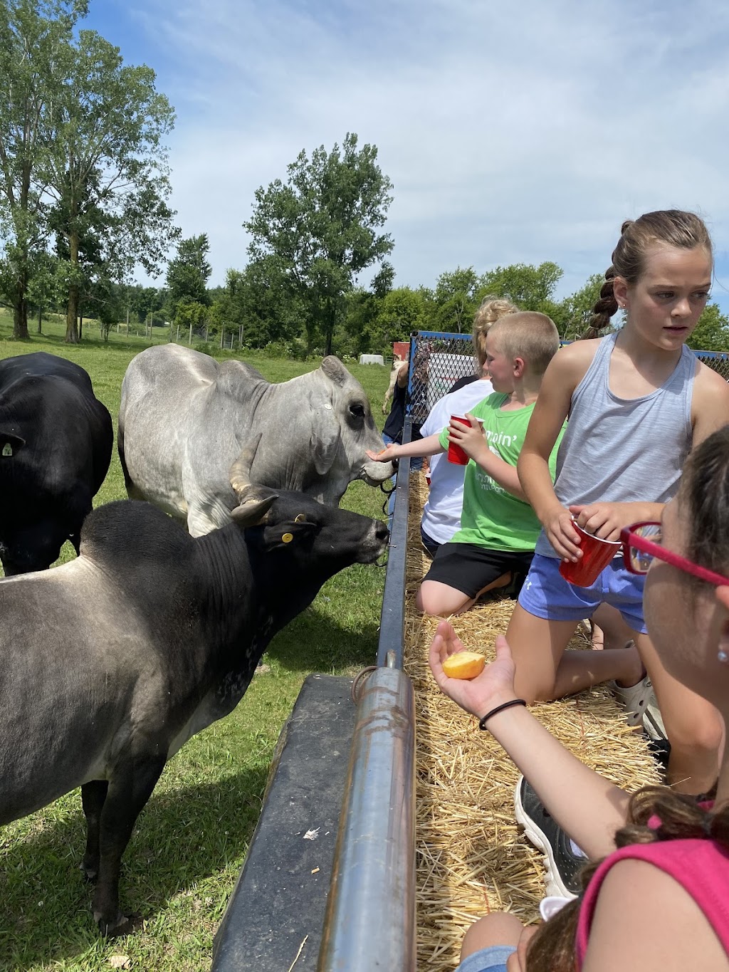 Natures Creek Camel Farm and Zoo | 11660 Grass Lake Rd, Hillsdale, MI 49242, USA | Phone: (734) 347-2888
