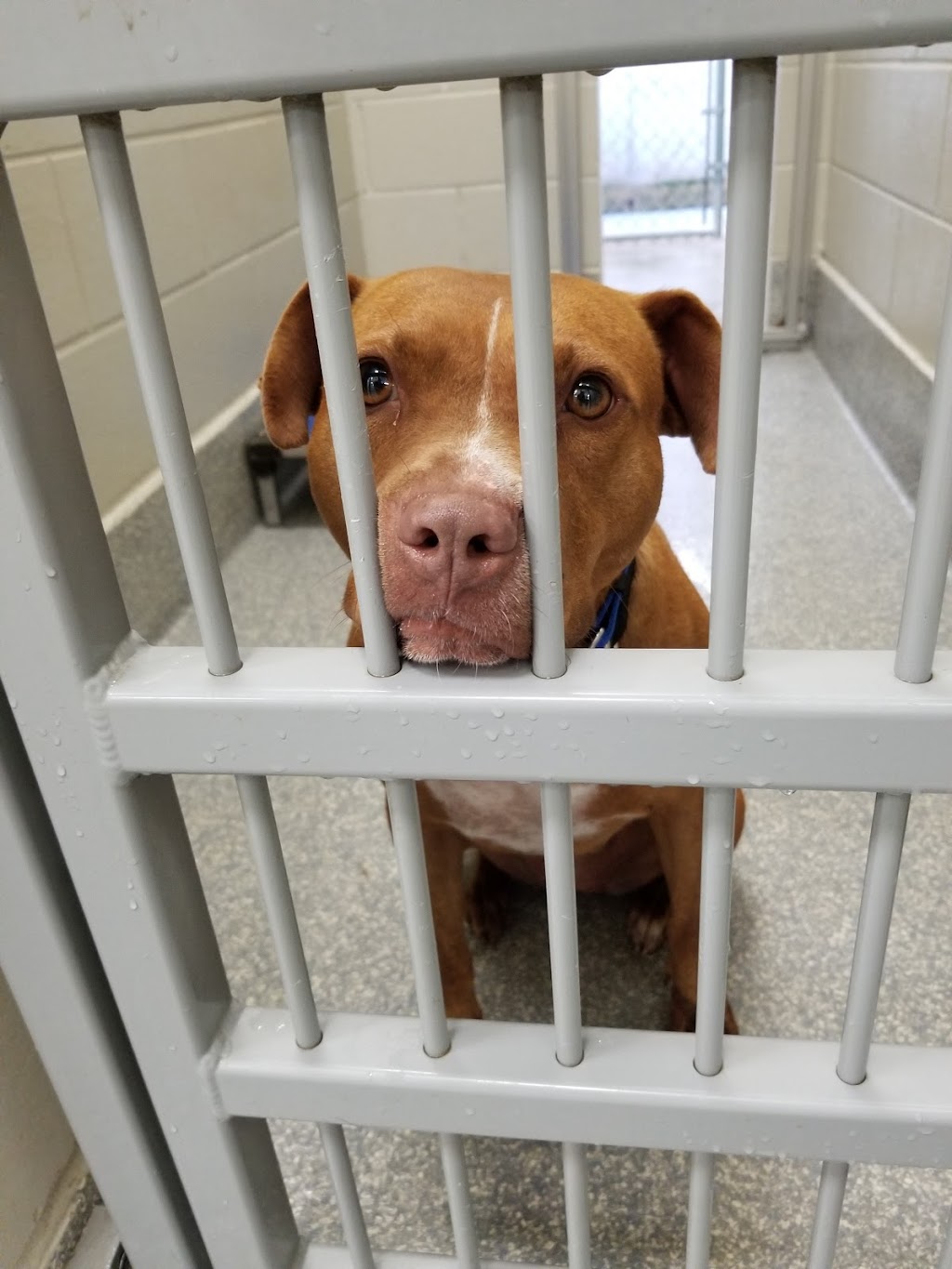 Providence Animal Center | 555 Sandy Bank Rd, Media, PA 19063, USA | Phone: (610) 566-4575