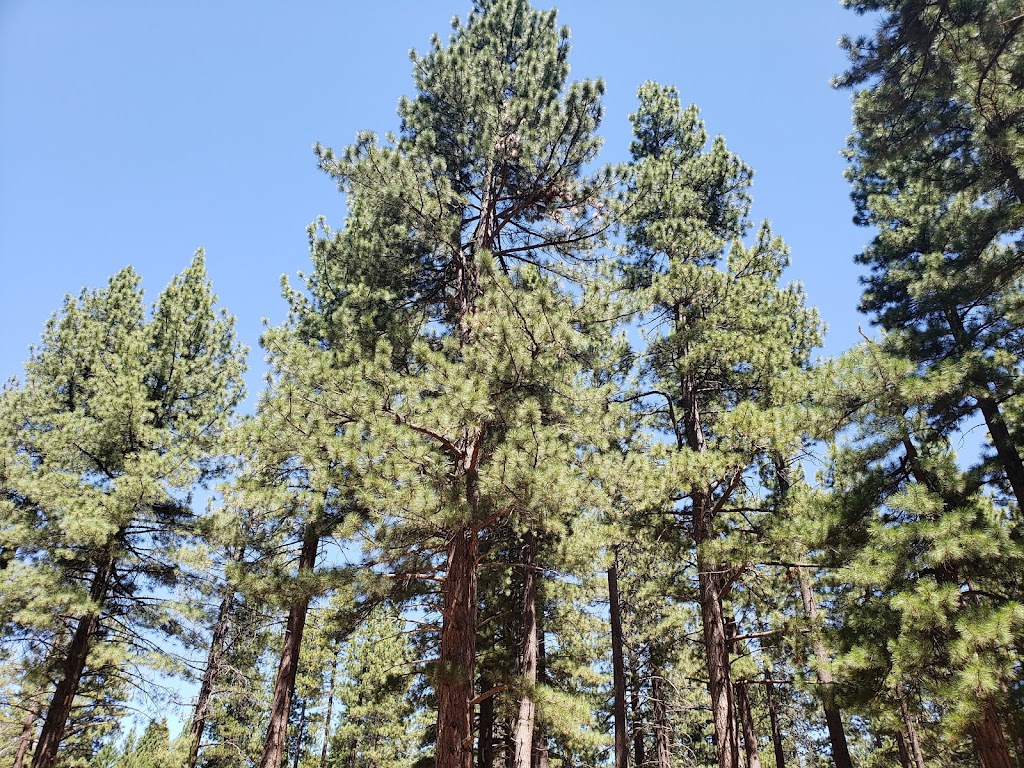 North Tahoe Nevada Welcome Center | 969 Tahoe Blvd, Incline Village, NV 89451, USA | Phone: (775) 832-1606