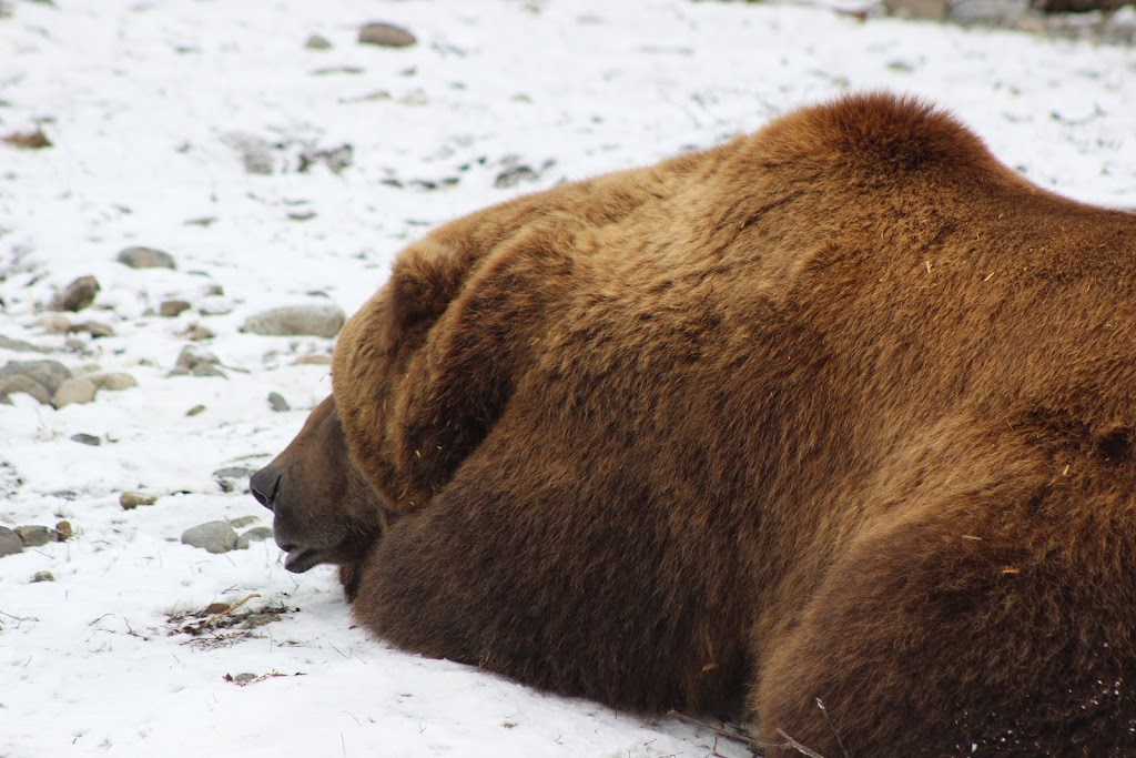 Brown Bear Exhibit | 4731 OMalley Rd, Anchorage, AK 99507, USA | Phone: (907) 346-2133
