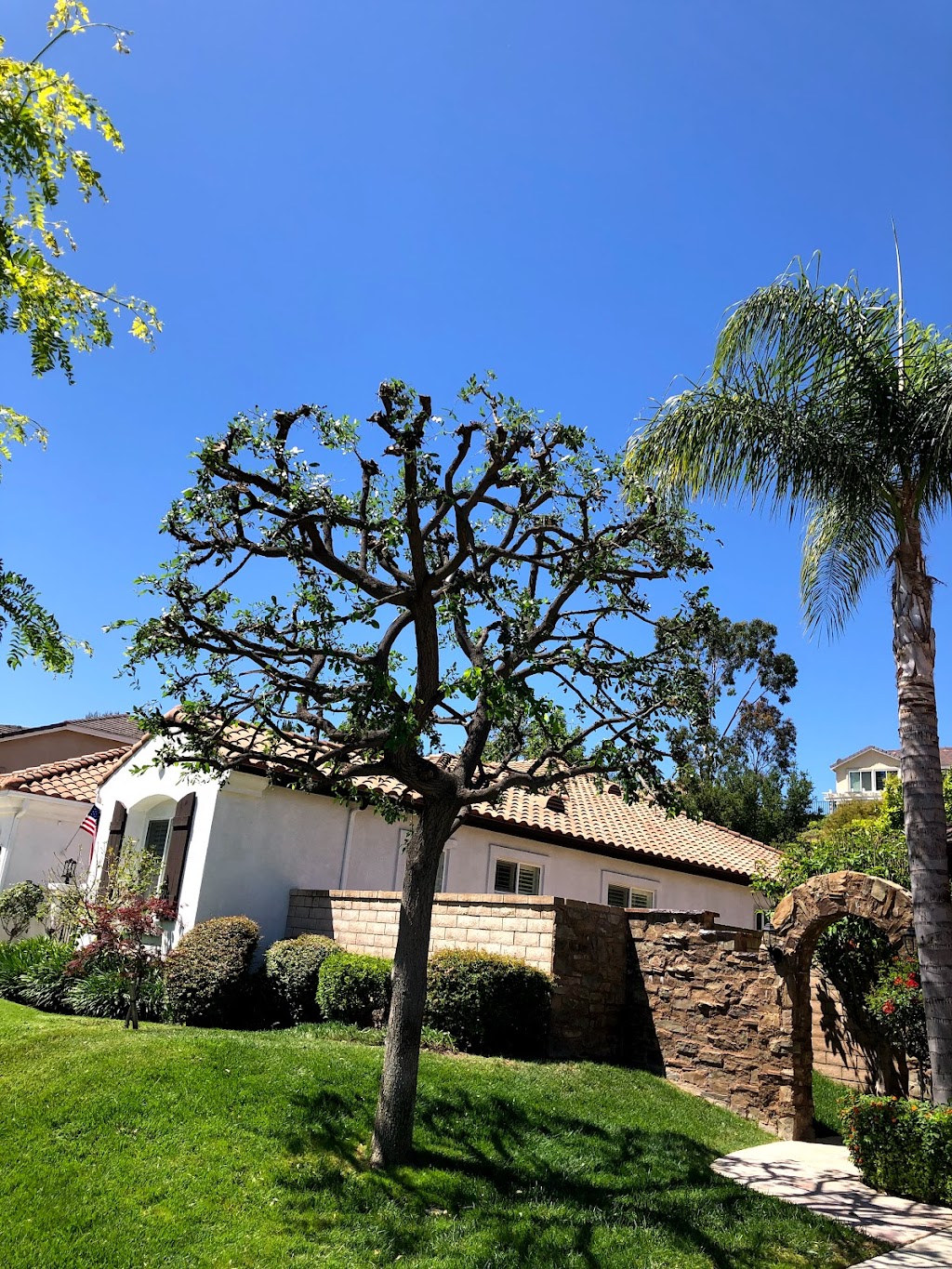 S&j natural tree service | 1551s S Oaks Ave, Ontario, CA 91761 | Phone: (909) 717-1307