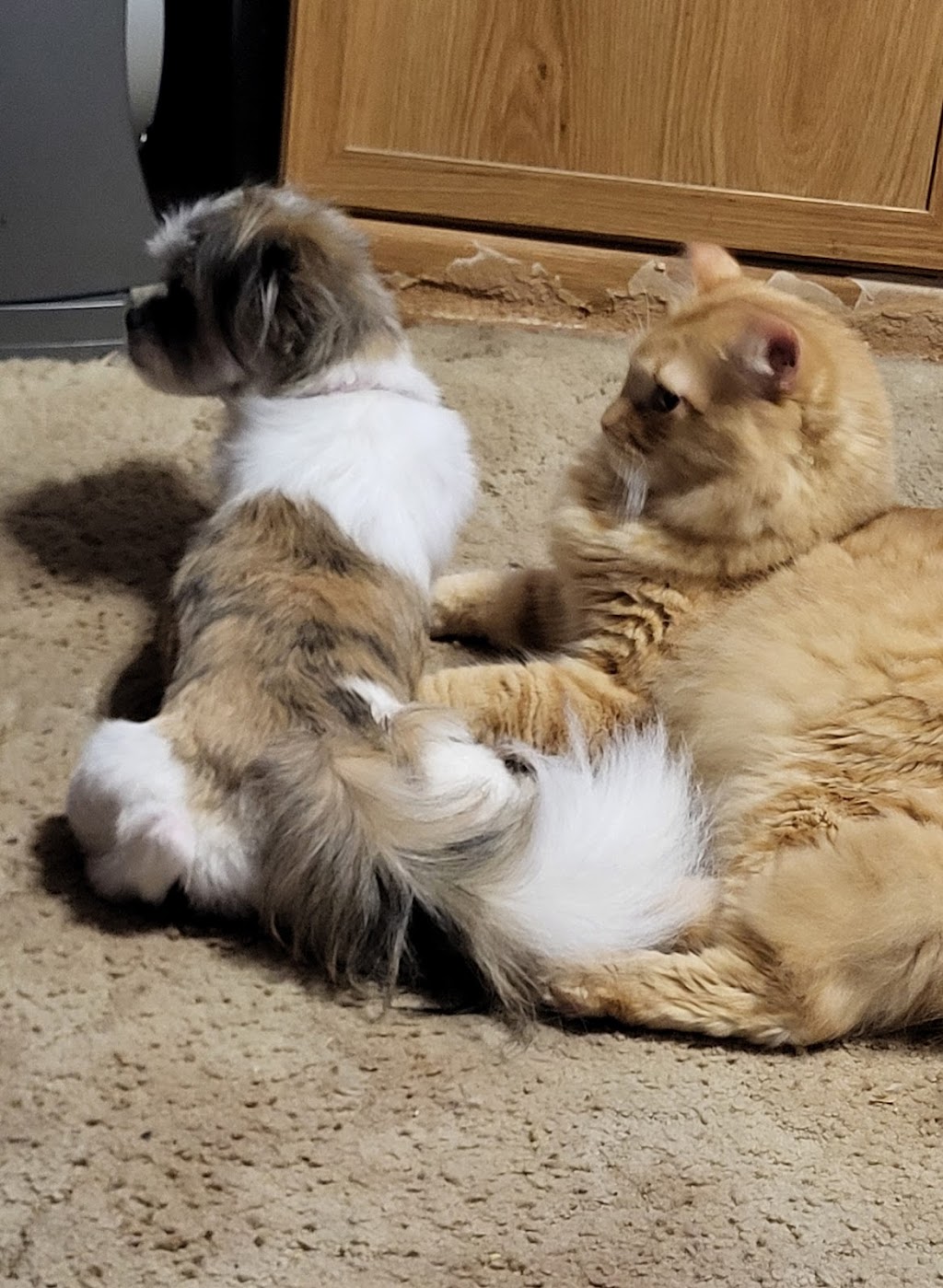 Credence Veterinary Clinic PLLC | 2389 US-59, Beeville, TX 78102, USA | Phone: (361) 358-1711