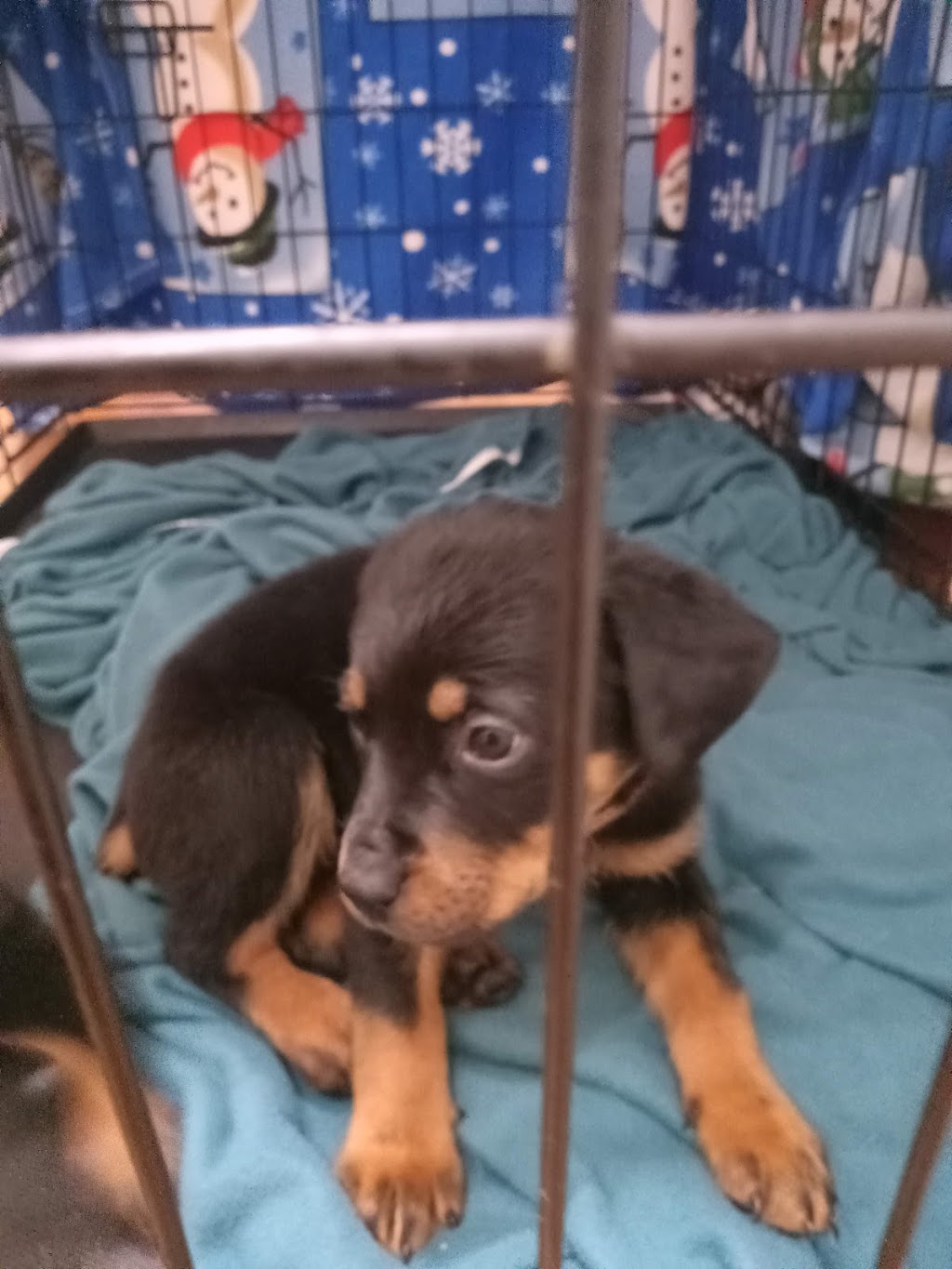 Pacoima Pet Clinic | 13283 Van Nuys Blvd, Pacoima, CA 91331, USA | Phone: (818) 890-9777