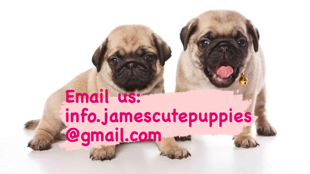Adorable Pug Puppies For Adoption | 1441 Congress Lake Rd, Mogadore, OH 44260, USA | Phone: (682) 302-0715