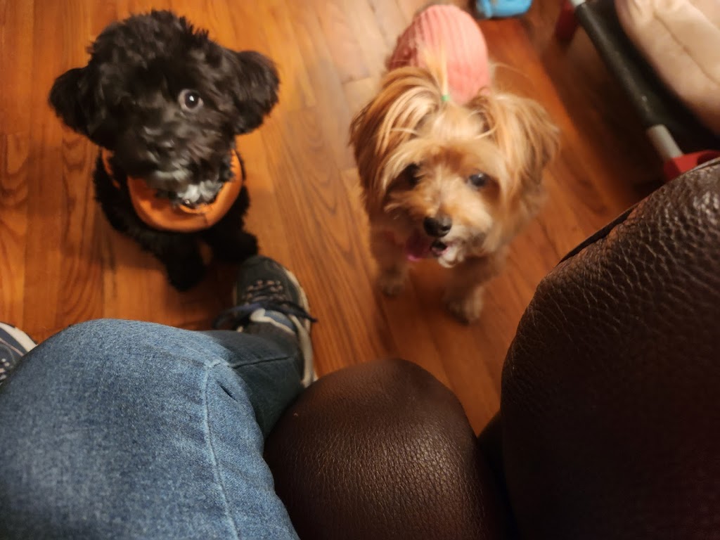 Animal Artistry | 1411 State Rd 2710 # 307, Garner, NC 27529, USA | Phone: (919) 779-6680