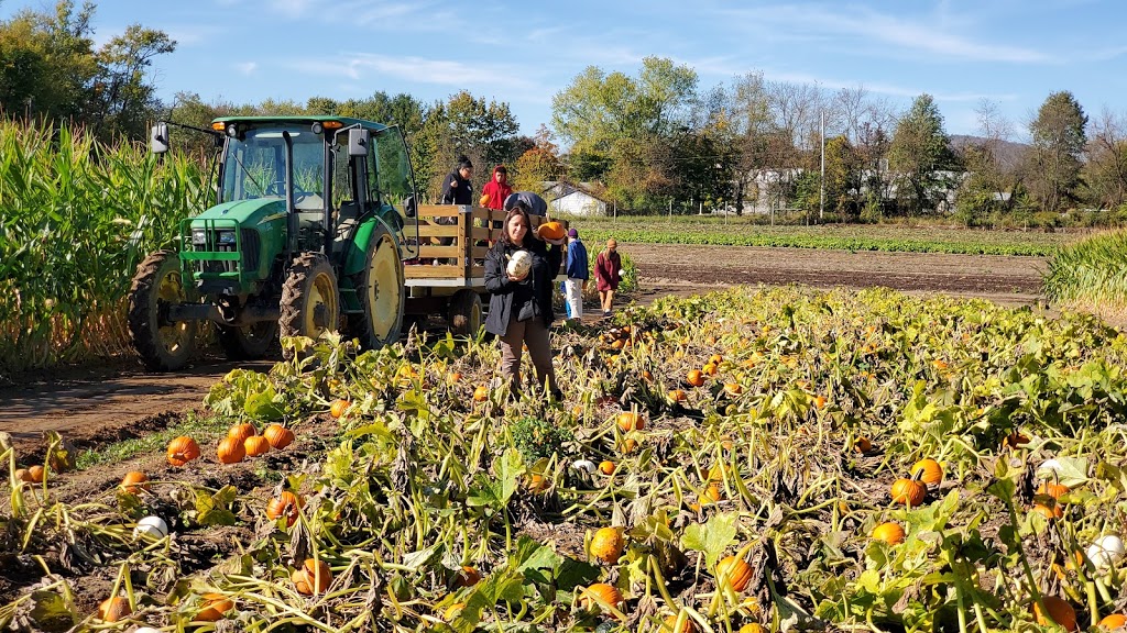 Farms View Roadstand | 945 Black Oak Ridge Rd, Wayne, NJ 07470, USA | Phone: (973) 839-1212