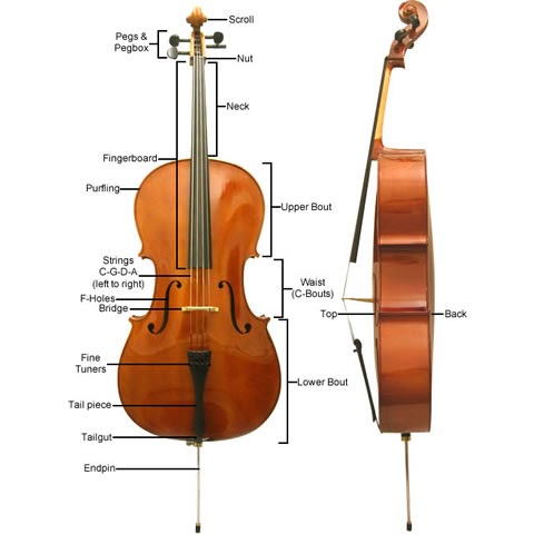 Private Cello Lessons | 24650 Mosquero Ln, Mission Viejo, CA 92691, USA | Phone: (949) 891-1477