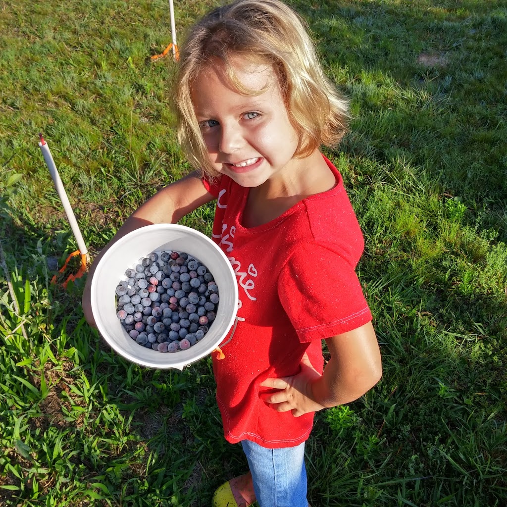 Kents Blueberry Farm | 14959 Thomas Mill Rd E, Jacksonville, FL 32218 | Phone: (904) 768-3484