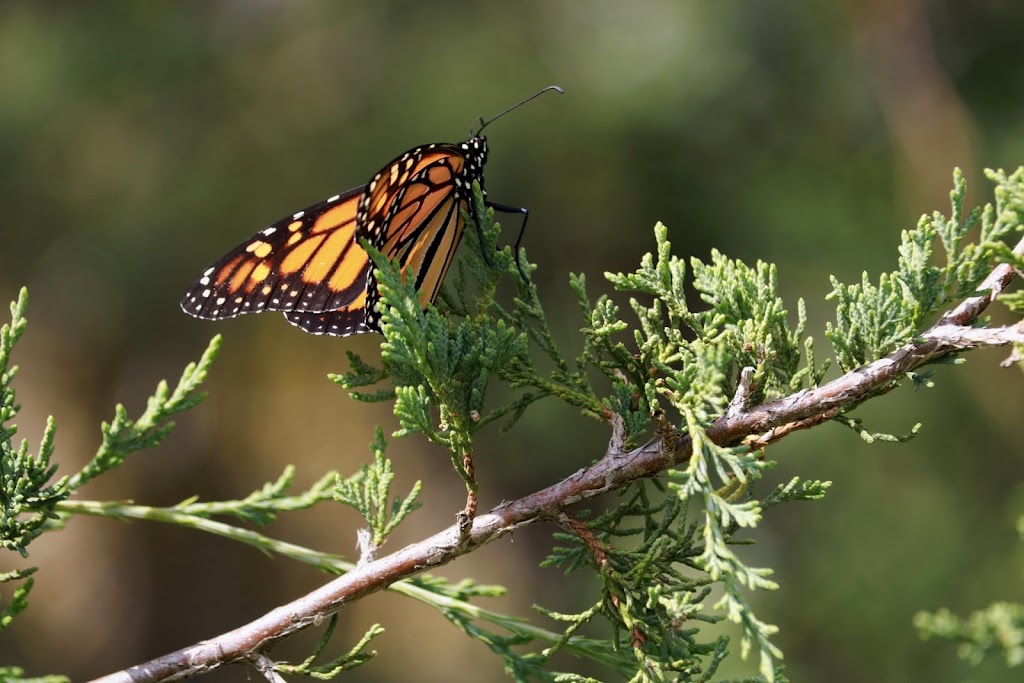 Belwin Conservancy: Stagecoach Prairie | 825 Stagecoach Trail S, Afton, MN 55001, USA | Phone: (651) 436-5189