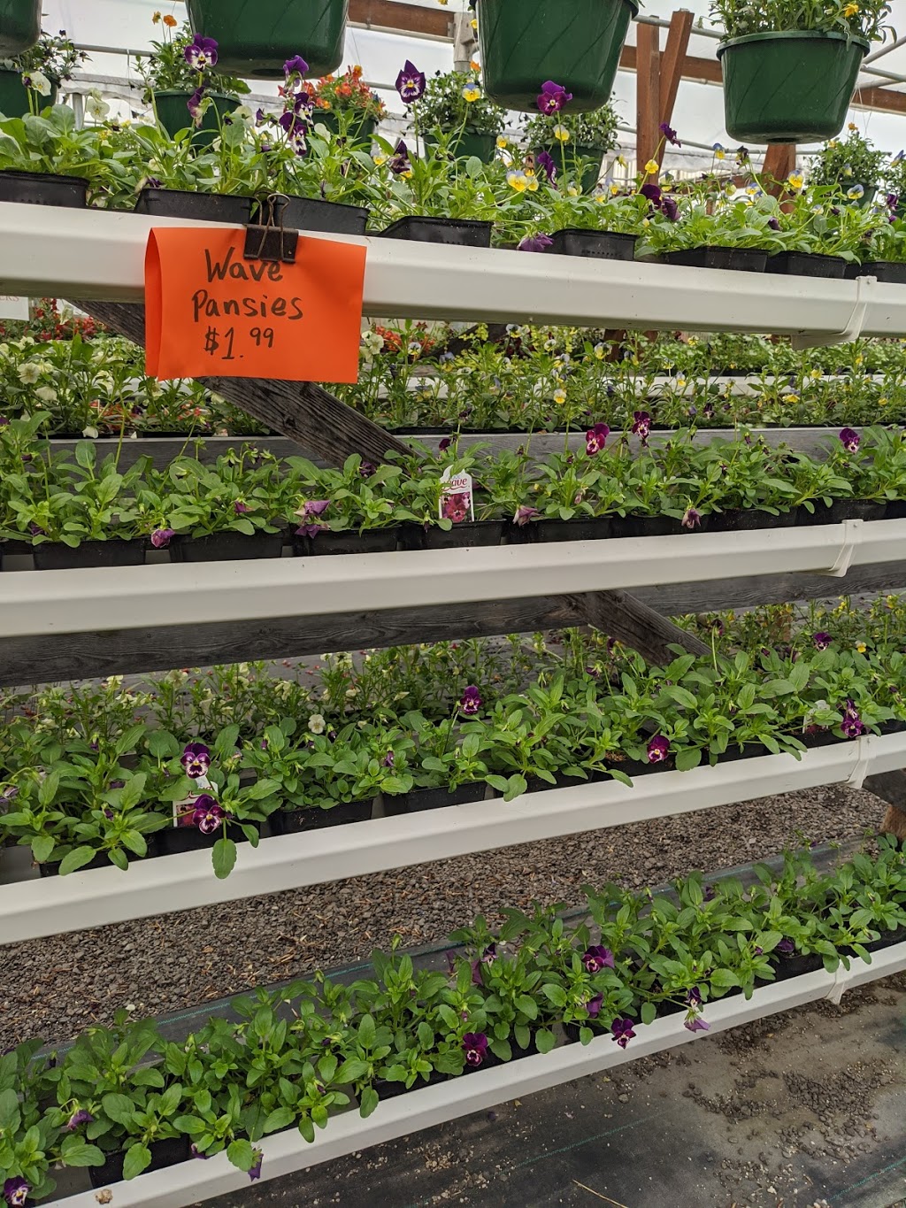 Chapmans Greenhouse and Nursery | 14002 NE 117th Ave, Vancouver, WA 98662 | Phone: (360) 892-1405