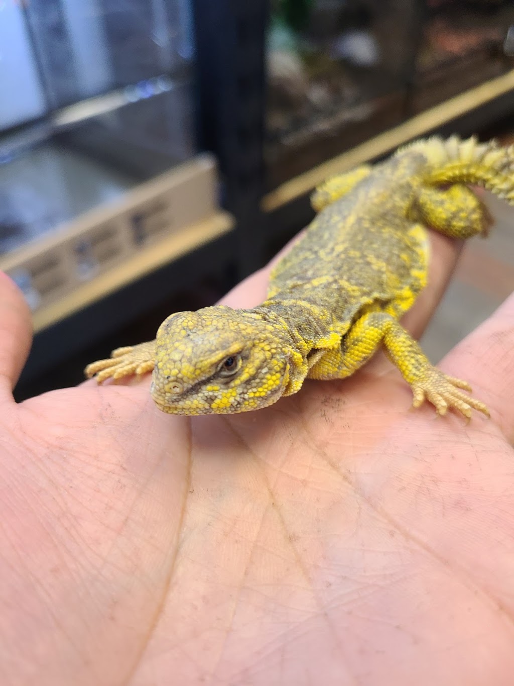 REPTILE FACTORY | 14309 Bear Valley Rd #1B, Victorville, CA 92392, USA | Phone: (760) 552-5331