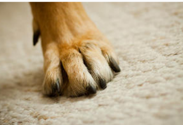 Carys Best Carpet Cleaning | 1425 Quarter Point, Raleigh, NC 27615, USA | Phone: (919) 348-2878