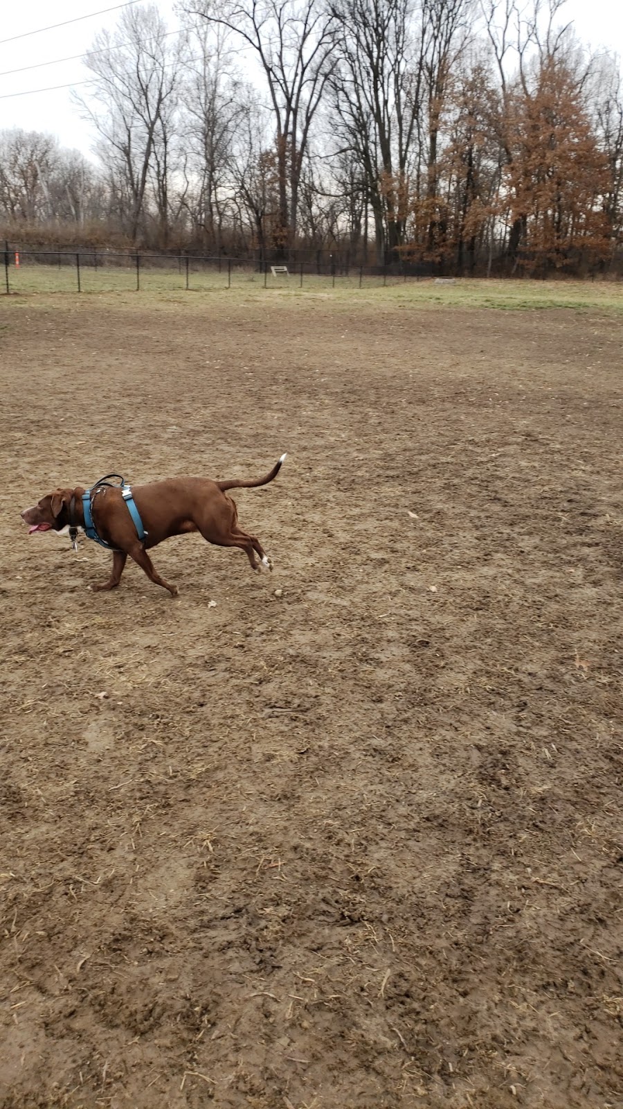 Bark Park | Cottleville Trail, Cottleville, MO 63304, USA | Phone: (636) 498-6565