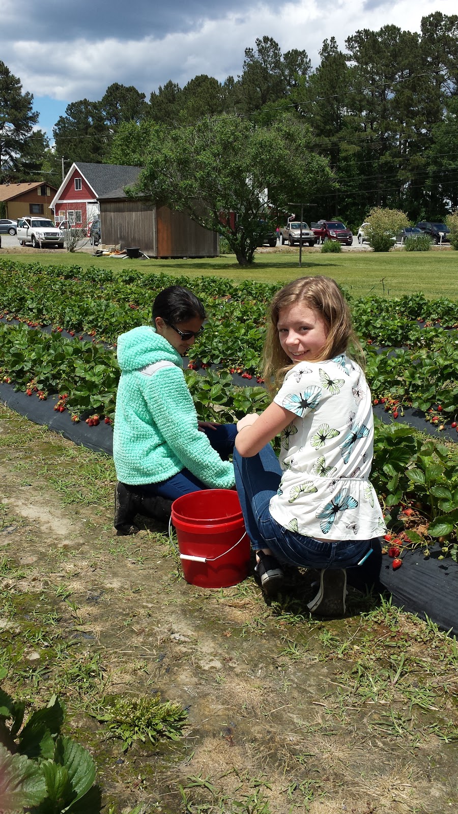 Williams Strawberry Farm | 1381 N Carolina Hwy 343 S, South Mills, NC 27976, USA | Phone: (252) 771-2647