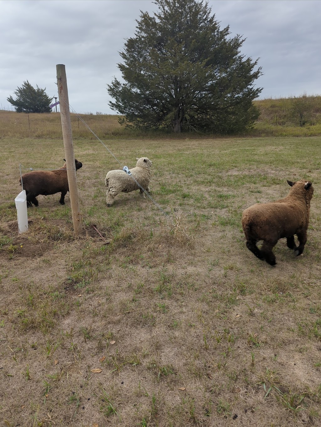 Front Porch Vineyards | 72351 608 Ave, Crab Orchard, NE 68332, USA | Phone: (402) 806-3164