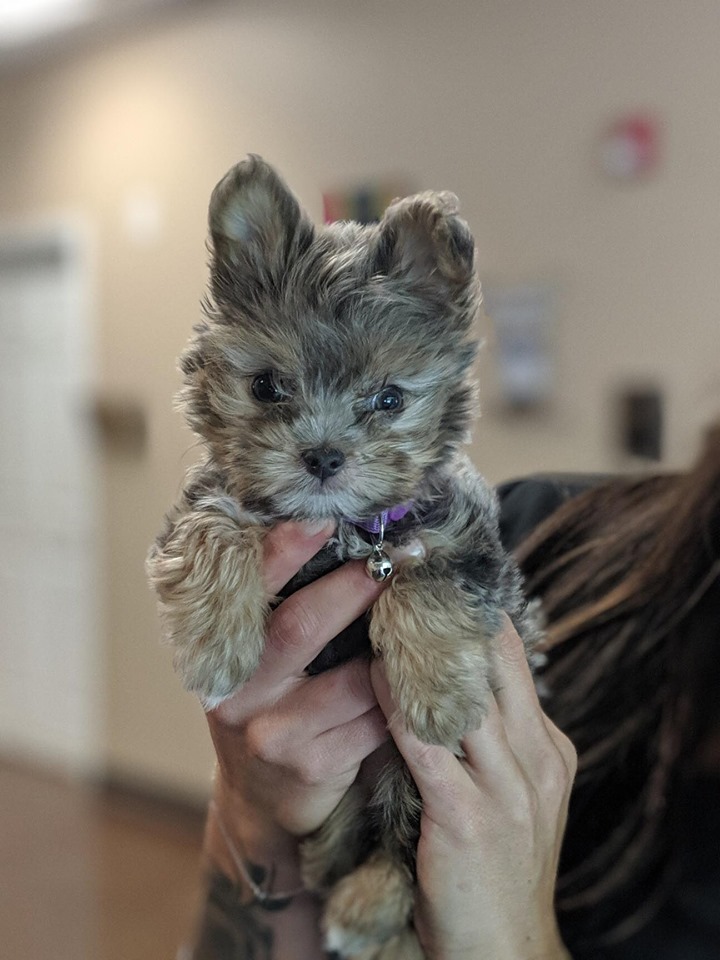 Spay Neuter Clinic of the Carolinas | 8045 Providence Rd #450, Charlotte, NC 28277, USA | Phone: (704) 542-9997