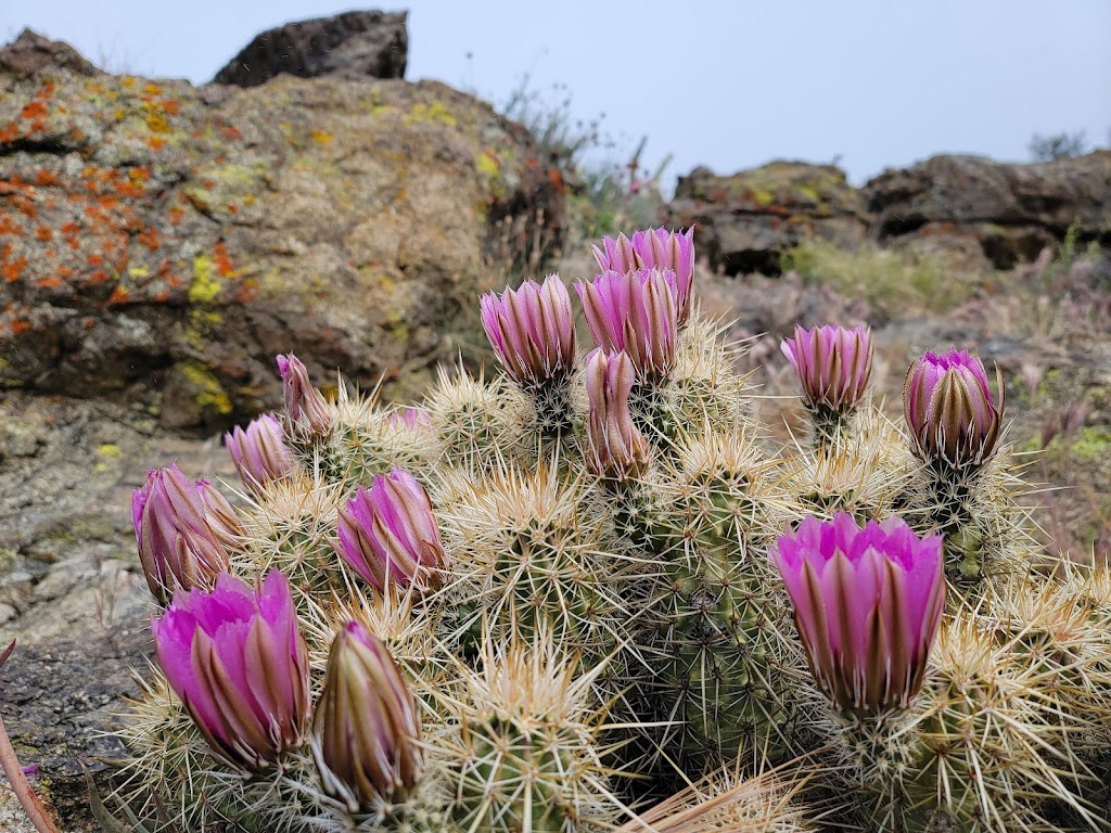 Culp Valley Primitive Campground | Montezuma-Borrego Hwy, Ranchita, CA 92066, USA | Phone: (760) 767-4037