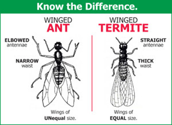 ALIS Termite Pest Control | 5421 Covington Hwy, Decatur, GA 30035, USA | Phone: (678) 760-7184