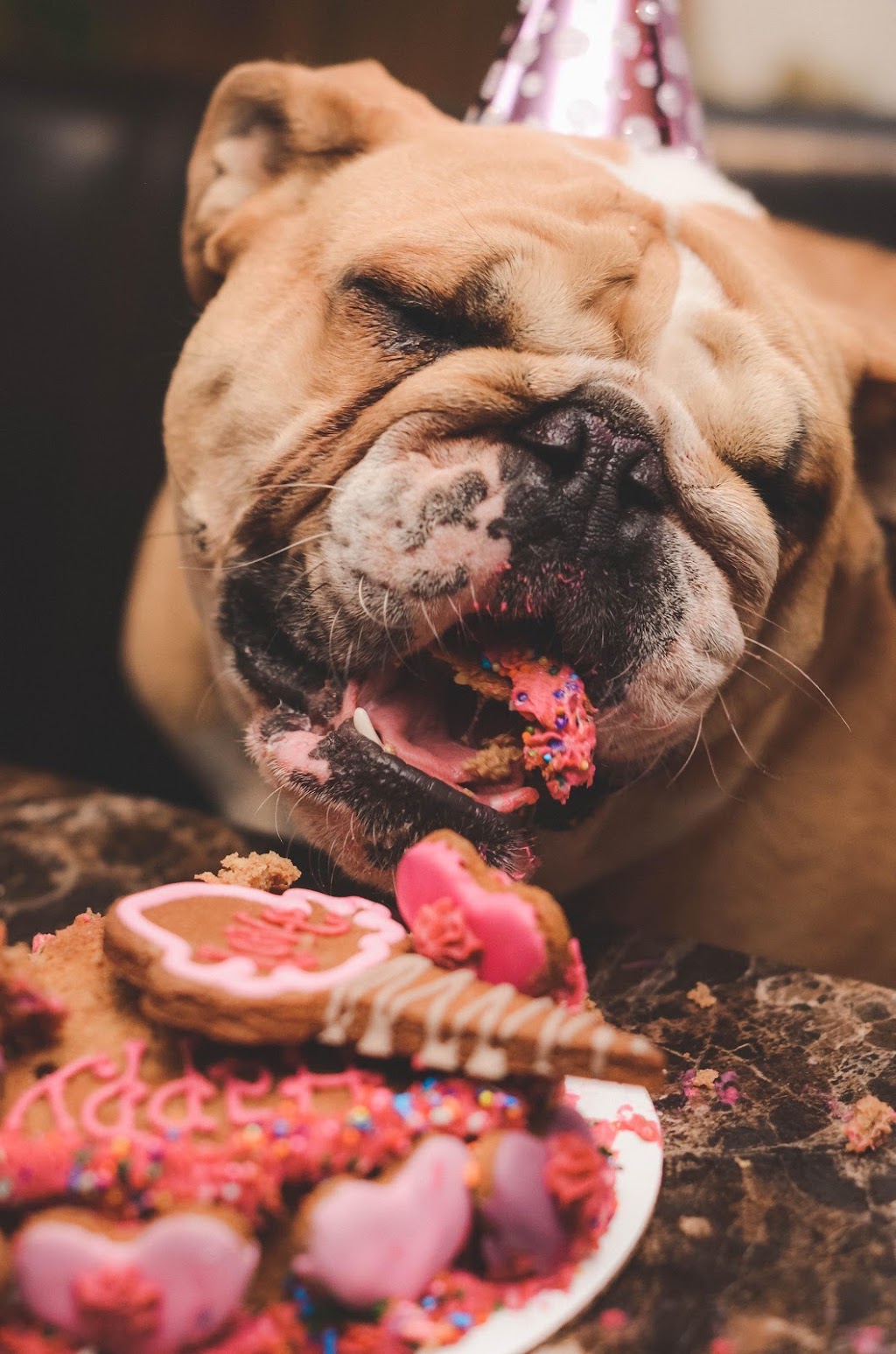 Cosmos Dog Bakery and Pet Supplies | 10111 W 26th Ave #101, Wheat Ridge, CO 80215, USA | Phone: (303) 232-1477
