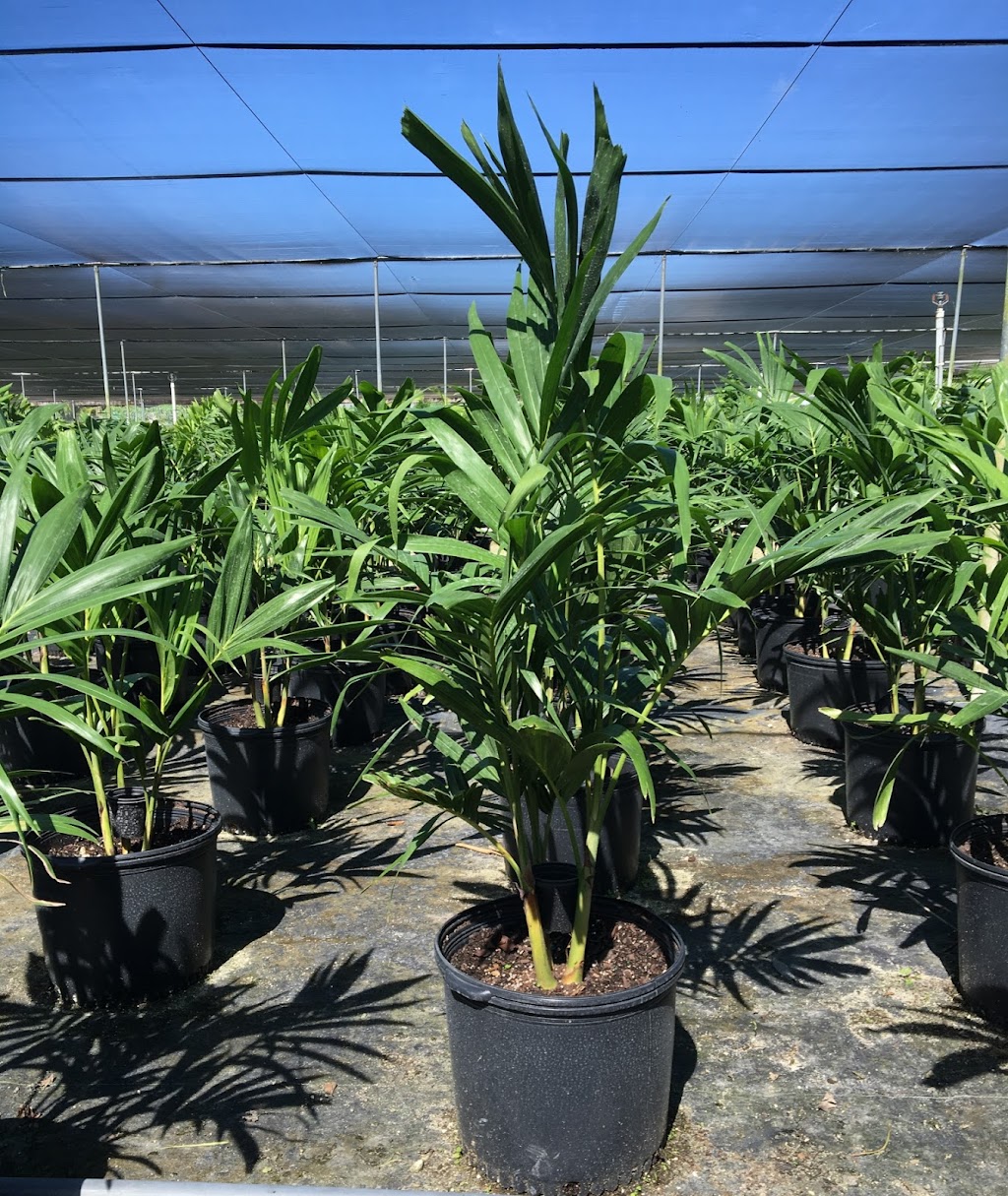 Eureka Farms Nursery | 16800 SW 184th St, Miami, FL 33187, USA | Phone: (305) 234-9588