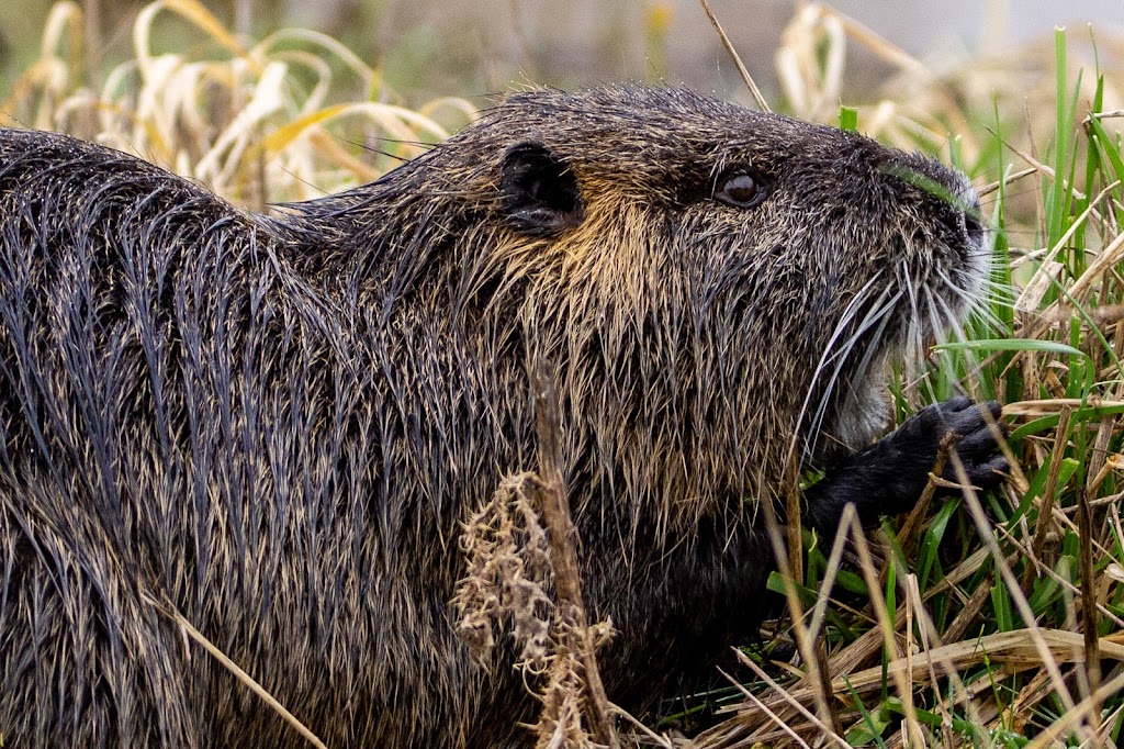 Ridgefield National Wildlife Refuge Auto Tour Start | Ridgefield, WA 98642, USA | Phone: (360) 887-4106