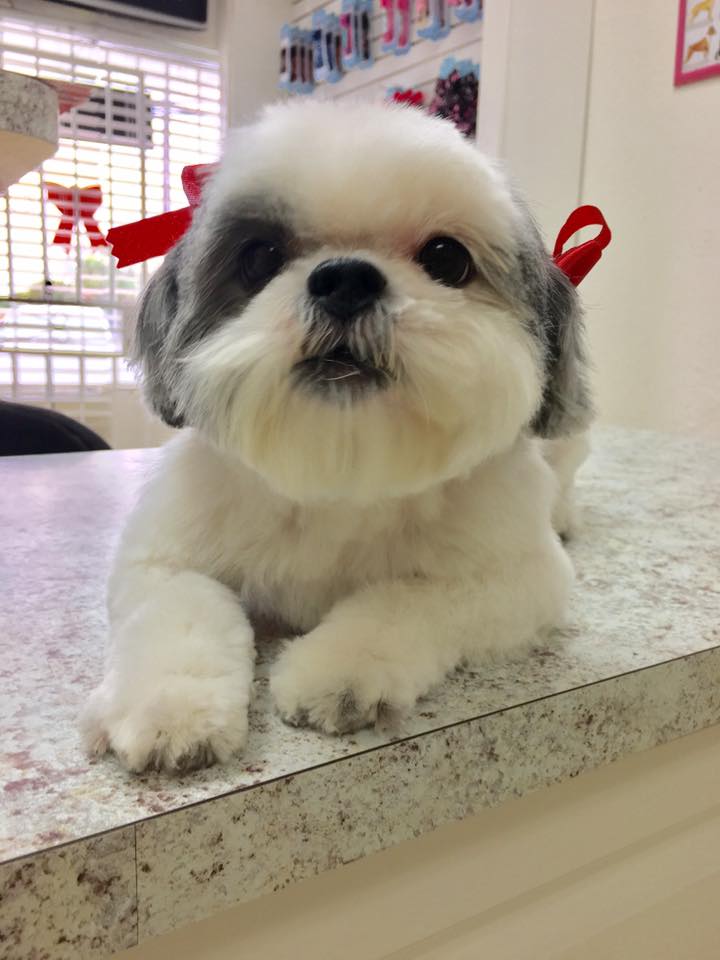 Cutie Paws Pet Grooming Inc | 4693 NW 199th St, Miami Gardens, FL 33055, USA | Phone: (786) 440-7212