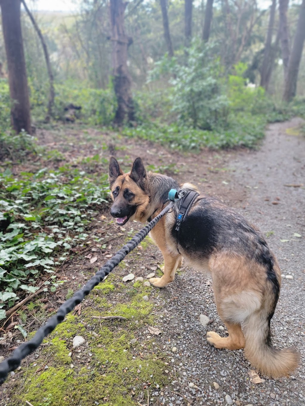 Carver Park Reserve Off-Leash Dog Park | 7200 Park Dr, Victoria, MN 55386, USA | Phone: (763) 694-7650