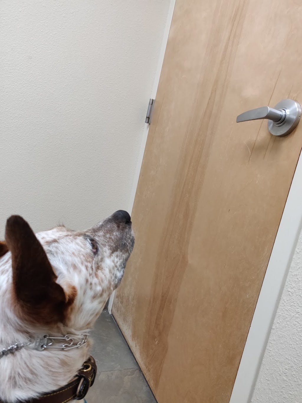 Centennial Animal Hospital | 6870 Centennial Blvd, Colorado Springs, CO 80919, USA | Phone: (719) 528-1693