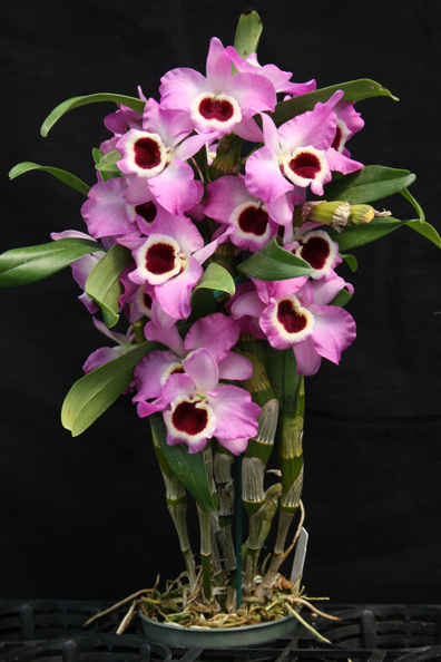 Venamy Orchids | 1460 NY-22, Brewster, NY 10509, USA | Phone: (845) 278-7111