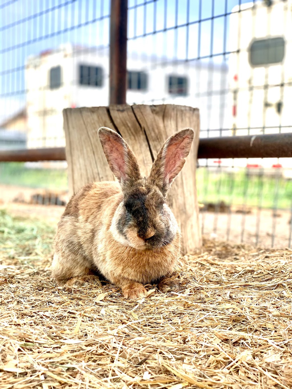 Shepperly Farm and Petting Zoo | 3240 Grandview Ave, Cañon City, CO 81212, USA | Phone: (719) 220-0258