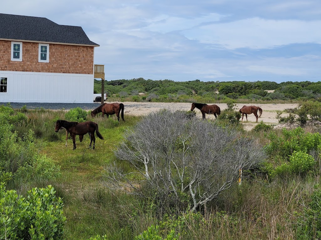 Corolla Wild Horse Tours | 1210 Ocean Trail, Corolla, NC 27927 | Phone: (252) 207-0511